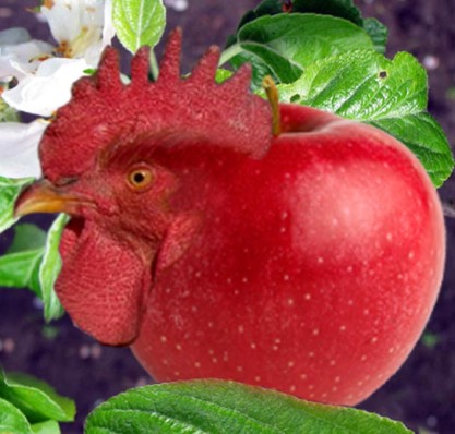 apple%20rooster%20copy.jpg
